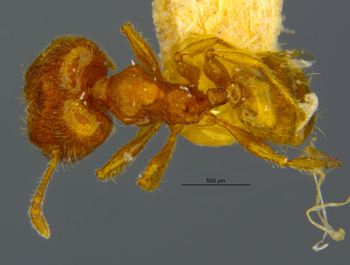 Media type: image;   Entomology 20750 Aspect: habitus dorsal view